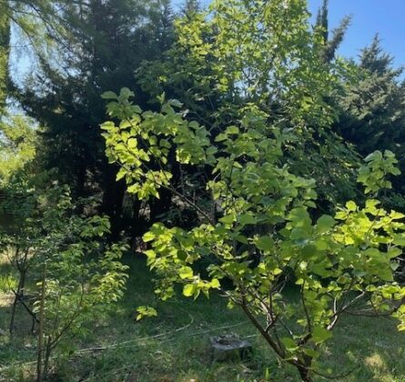 Terrain de 500 m² au Paradou, Cœur des Alpilles - constrcuteur de maison - Villas la Provençale