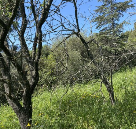 Terrain d’exception – Marseille 11e, Quartier de La Treille - constrcuteur de maison - Villas la Provençale