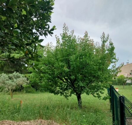 Terrain en exclusivité à Maussane-les-Alpilles – Projet de villa d’exception sur mesure - constrcuteur de maison - Villas la Provençale