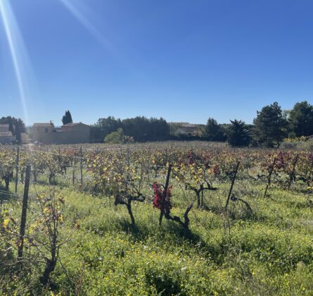 SUPERBE TERRAIN CONSTRUCTIBLE AU MILIEU DES VIGNES - constrcuteur de maison - Villas la Provençale