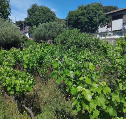 Projet de construction sur TOULON 419000 euros - constrcuteur de maison - Villas la Provençale