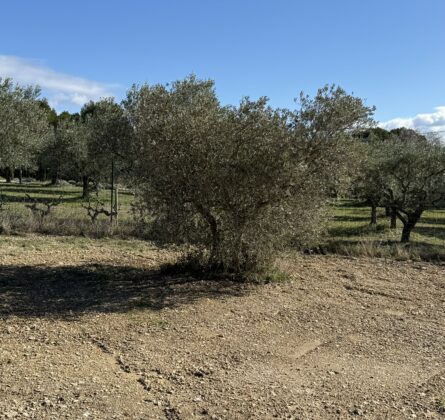 terrain à bâtir MERINDOL - constrcuteur de maison - Villas la Provençale