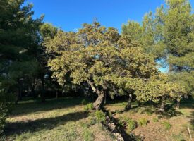 Terrain OLLIOULES à partir de 195.000 euros HFN