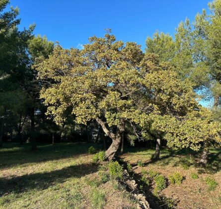 Terrain OLLIOULES à partir de 195.000 euros HFN - constrcuteur de maison - Villas la Provençale