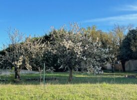 Détachement d’une parcelle de 1000 m²