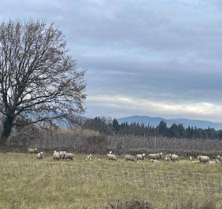 Belle parcelle de terrain de 2000 m² nichée dans la nature - constrcuteur de maison - Villas la Provençale