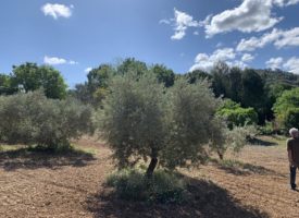 RARE sur la commune de VENTABREN terrain à bâtir de 1000m²