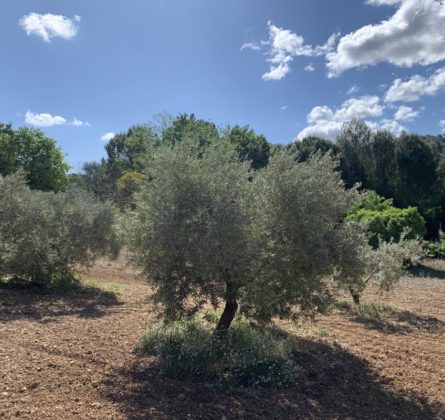 RARE sur la commune de VENTABREN terrain à bâtir de 1000m² - constrcuteur de maison - Villas la Provençale