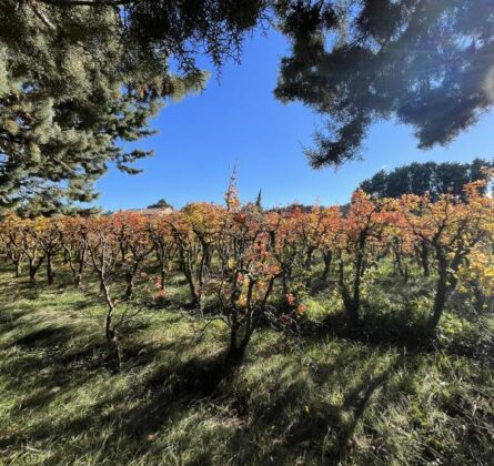 Villa neuve avec jardin - constrcuteur de maison - Villas la Provençale