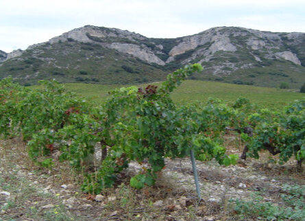 TERRAIN AU CALME PROCHE ALPILLES - constrcuteur de maison - Villas la Provençale