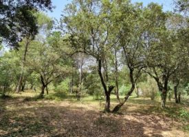 Terrain exceptionnel sur Saint Maximin