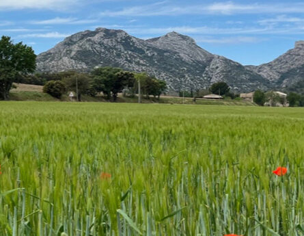 TERRAIN AU CALME PROCHE ALPILLES - constrcuteur de maison - Villas la Provençale