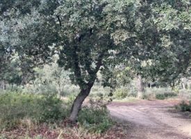 Pelissanne terrain de 340 m²