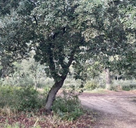 Pelissanne terrain de 340 m² - constrcuteur de maison - Villas la Provençale