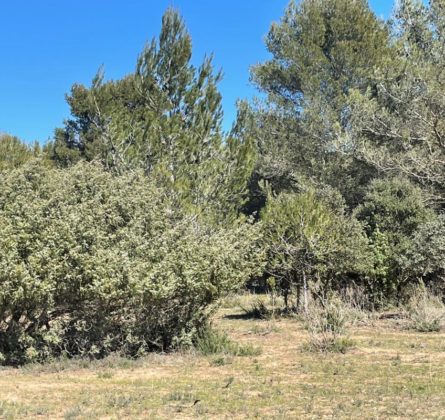 Salon de Provence,  très belle parcelle au calme et arborée - constrcuteur de maison - Villas la Provençale