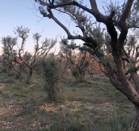 Belle vue dégagée pour ce petit lotissement de 6 lots sur Pertuis - constrcuteur de maison - Villas la Provençale