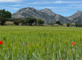 TERRAIN AU CALME PROCHE ALPILLES